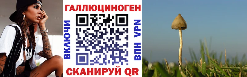 Псилоцибиновые грибы Psilocybe  Гатчина 